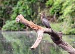 Neotropic cormorant [manu-Manu_1022_2094a]