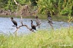 Four Neotropic cormorants (Phalacrocorax olivaceus) on tree branch