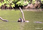 Giant river otter eating a fish in the Amazon [manu-Manu_1022_2220]