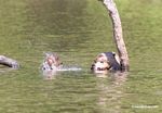 Pair of giant river otters