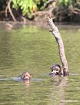 Pair of giant river otters [manu-Manu_1022_2232a]