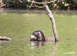 Pair of giant river otters [manu-Manu_1022_2237a]