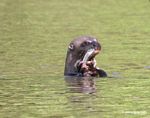 Giant river otter eating a fish in the Amazon [manu-Manu_1022_2241a]
