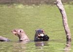 Pair of giant river otters