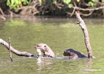 Pair of giant river otters [manu-Manu_1022_2246]