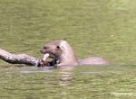Giant river otter eating a fish in the Amazon [manu-Manu_1022_2247a]