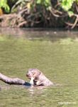 Giant river otter with fish hanging out of its mouth