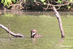 Giant river otter eating fish in an Amazon oxbow lake