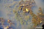 Foxtail aquatic plant growing in natural habitat [manu-Manu_1022_2259]