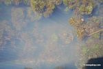 Foxtail aquatic plant growing in natural habitat [manu-Manu_1022_2265]