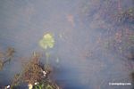 Foxtail aquatic plant growing in natural habitat [manu-Manu_1022_2266]