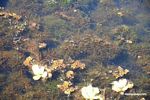 Foxtail aquatic plant growing in natural habitat [manu-Manu_1022_2268]