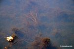 Foxtail aquatic plant growing in natural habitat [manu-Manu_1022_2271]