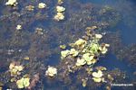 Foxtail aquatic plant and water lilies growing in natural habitat
