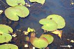 Foxtail aquatic plant and water lilies growing in natural habitat [manu-Manu_1022_2273]