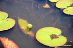 Foxtail aquatic plant and water lilies growing in natural habitat [manu-Manu_1022_2276]