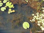 Foxtail aquatic plant growing in natural habitat