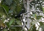 Common Piping Guan; Pipile pipile