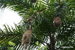 Oropendula with hanging nests