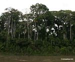 Rain forest profile