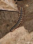 Black and yellow centipede