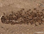 Ants [manu-Manu_1023_1964b]