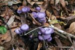 Purple mushrooms [manu-Manu_1023_1977]