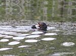 Giant River Otter feeding on fish [manu-Manu_1023_1998a]