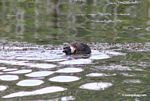 Giant River Otter feeding on fish