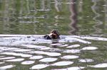 Giant River Otter feeding on fish [manu-Manu_1023_2000a]