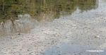Water birds swimming in Oxbow lake