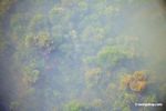 Amazon foxtail; aquatic plant; in its natural habitat