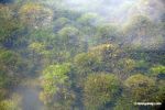 Amazon foxtail; aquatic plant; in its wild habitat