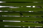 Mating flies as view through palm leaf
