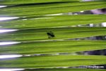 Mating flies as view through palm leaf