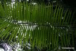 View through palm leaf
