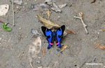 Rhetus periander butterfly