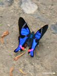 Rhetus periander butterfly