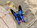 Rhetus periander butterfly [manu-Manu_1023_2322a]