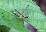 Colorful; but known grasshopper-like insect