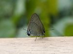 Arawacus butterfly