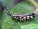 Black grasshopper with indigo blue eyes and yellow
polkadots