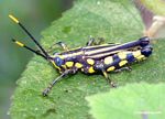 Black grasshopper with  blue eyes; yellow antennae; and yellow polk-a-dots