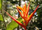 Heliconia flower