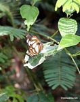 Unknown butterfly with orange; brown; and white markings on outer part of the wing
