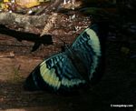 Panacea prola butterfly; wings open [manu-Manu_1023_2382]