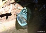 Panacea prola butterfly; wings open