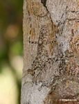 Liturgusa charpentieri or L. lichenalis praying mantis standing guard of its tree