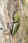 Ceiba borer beetle (family Elateridae). This beetle feeds on the kapok tree