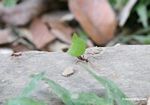 Leaf cutter ants [manu-Manu_1023_2413]